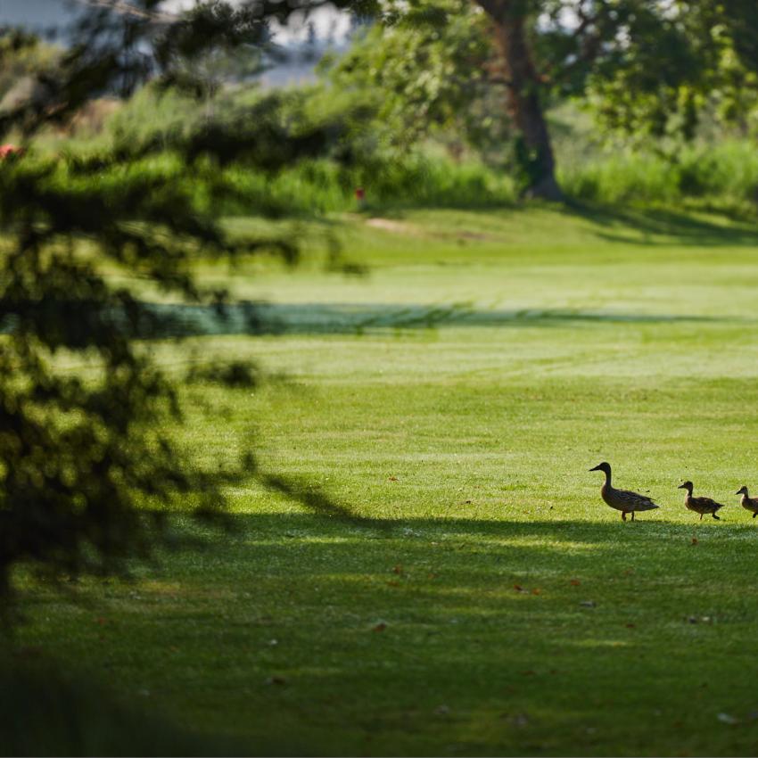 le-golf-autour-du-restaurant 11